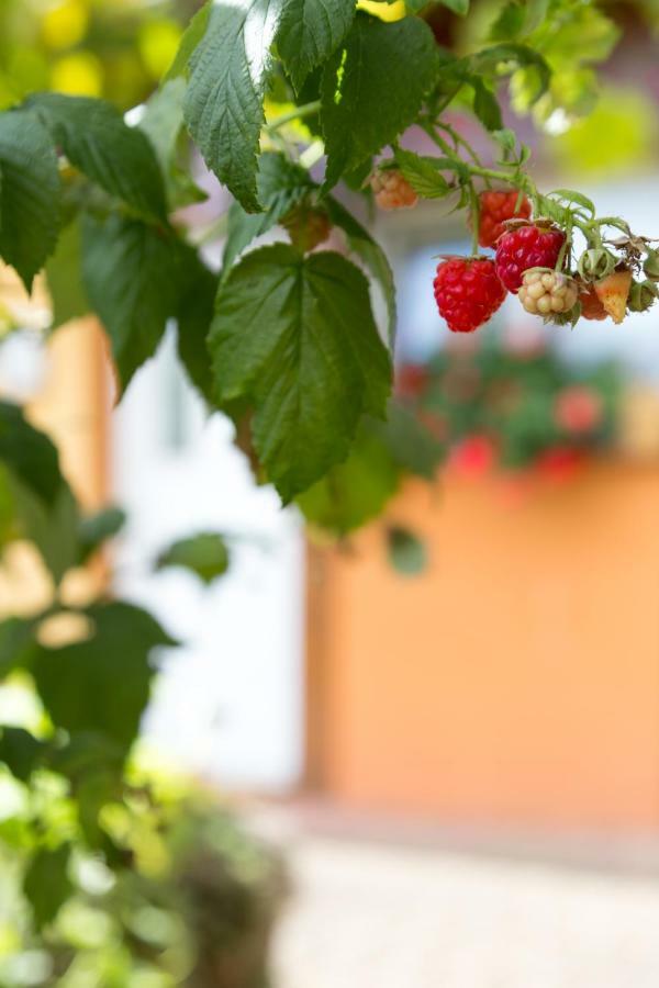 Gites De Charme Chez Christine Ottrott Εξωτερικό φωτογραφία
